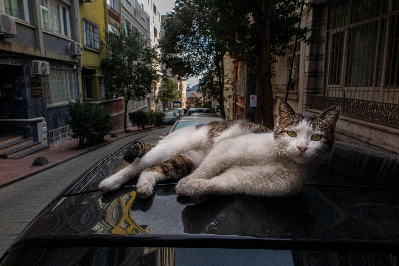 Их миллионы и они повсюду: почему в Турции так много котиков на улицах - image 1