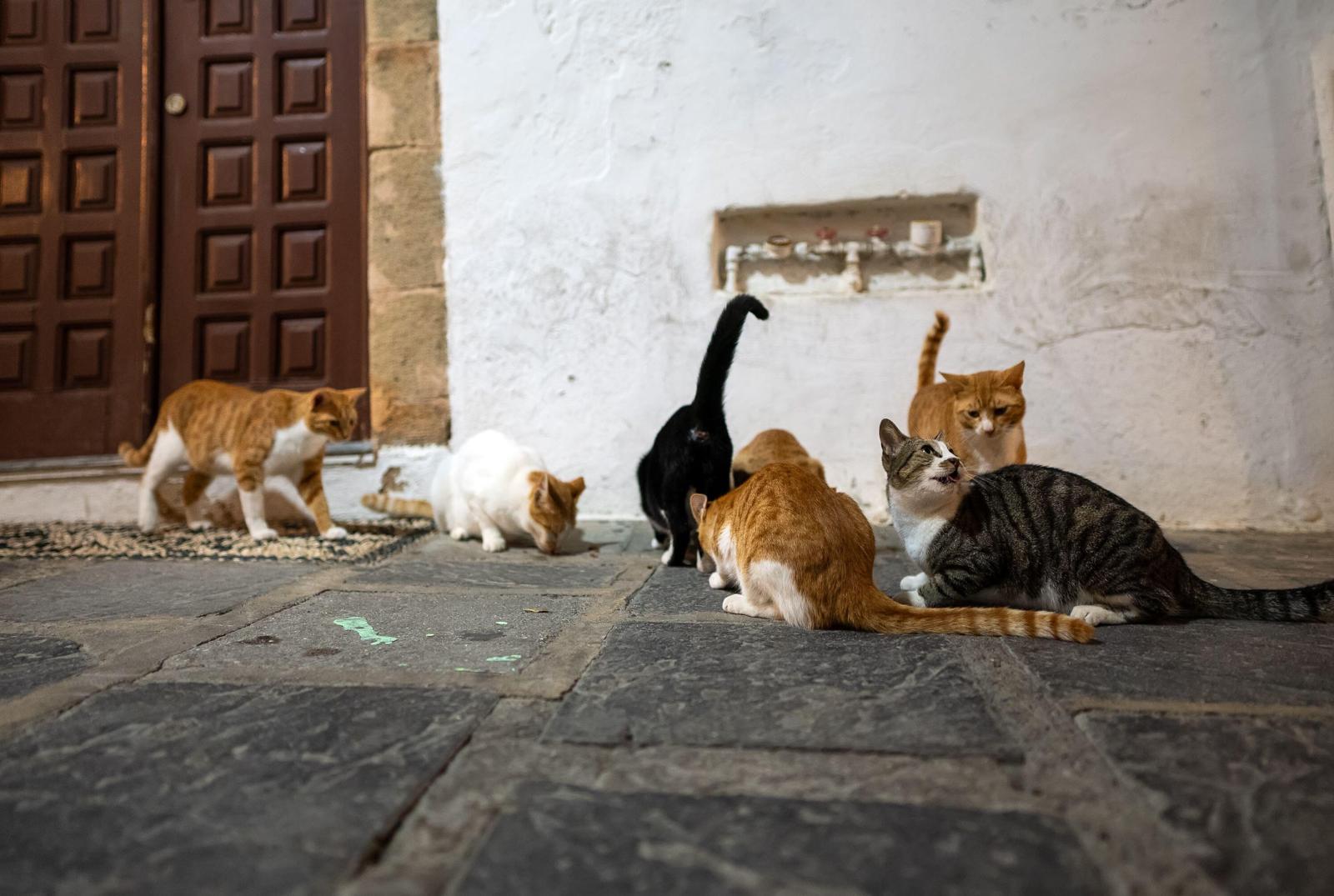 Их миллионы и они повсюду: почему в Турции так много котиков на улицах - image 2