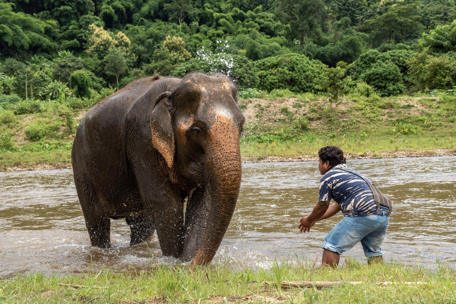 В Таиланде туриста чуть не убил слон: экскурсия, которая едва не стала последней - image 2