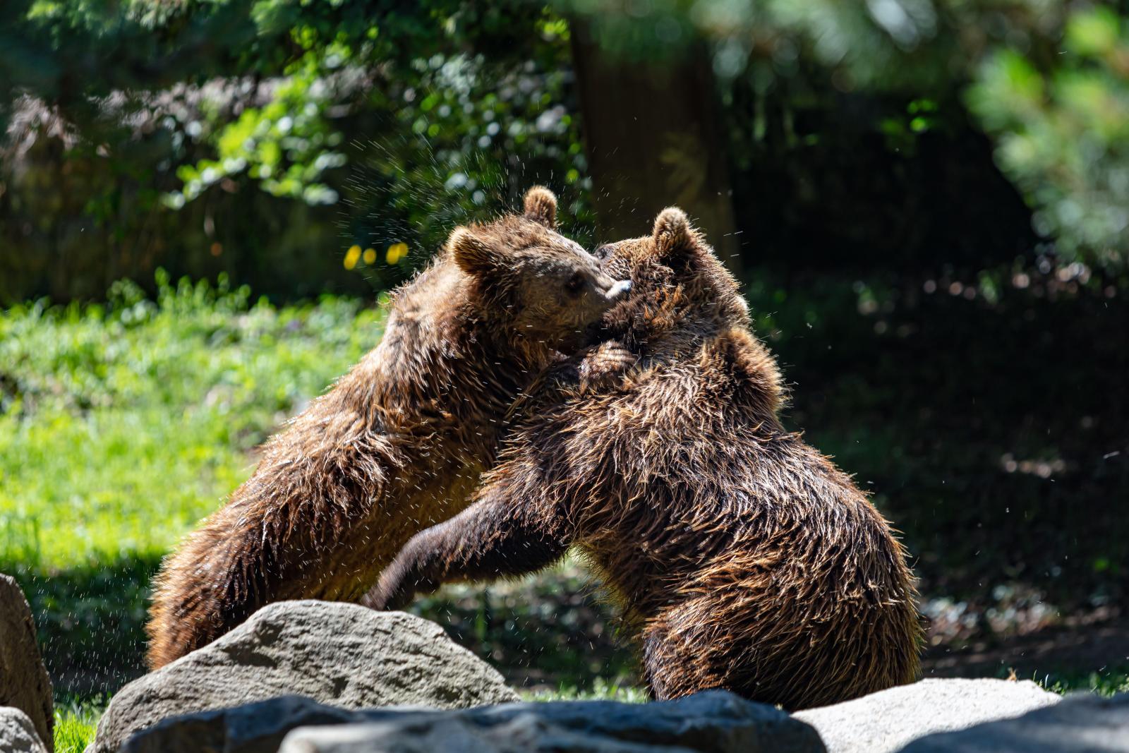 Медведи, шакалы, волки и не только: как вести себя, и что делать, если вы встретили в лесах Сочи диких животных - image 2