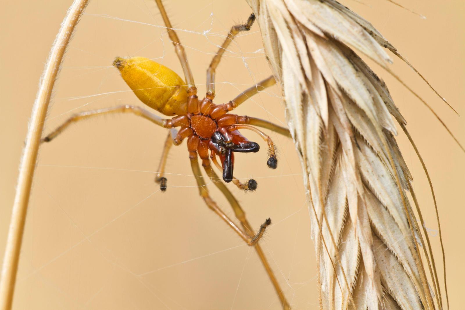Жуткие пауки и огромные скалапендры: какие еще опасные насекомые водятся в Сочи - image 1