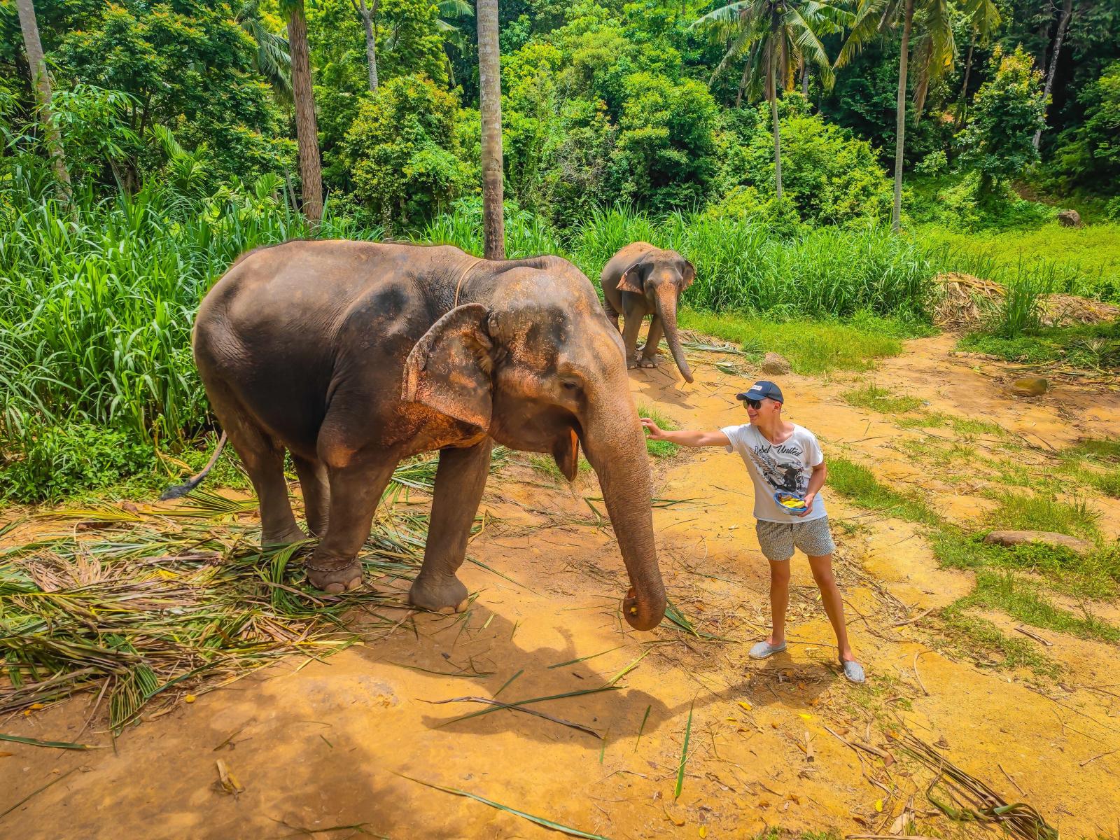 В Таиланде туриста чуть не убил слон: экскурсия, которая едва не стала последней - image 1