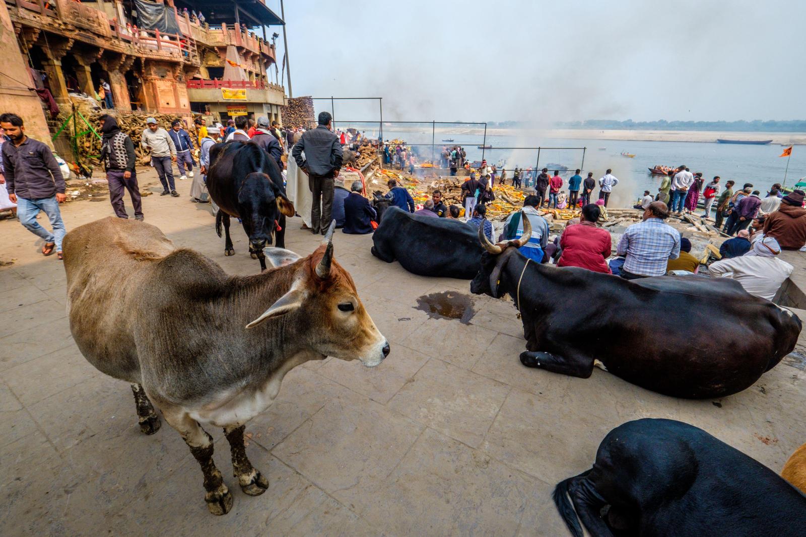 Священное животное: почему в Индии коров почитают больше собственных матерей - image 1