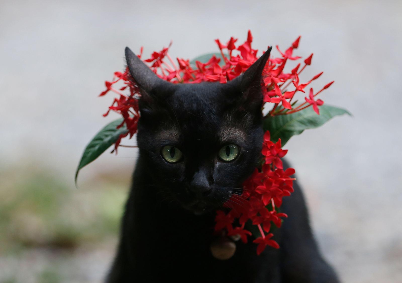 Откуда пошла примета по черную кошку: где ее недолюбливают, а где обожают - image 1
