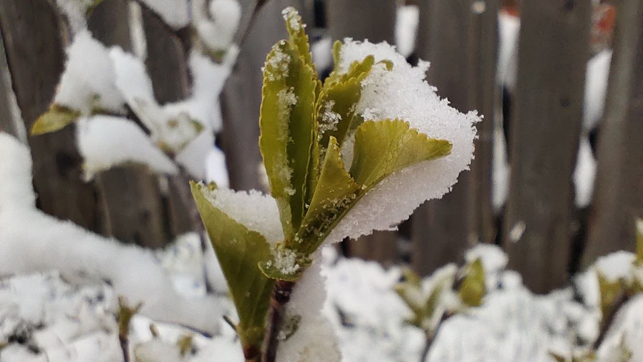 Городовой ру