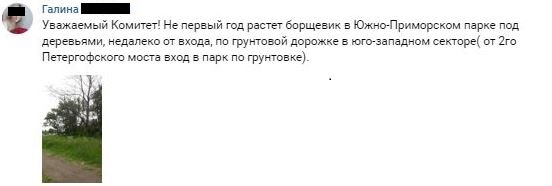 Борщевик захватывает Петербург. Меры Комблага по борьбе с опасным сорняком неэффективны? - image 1