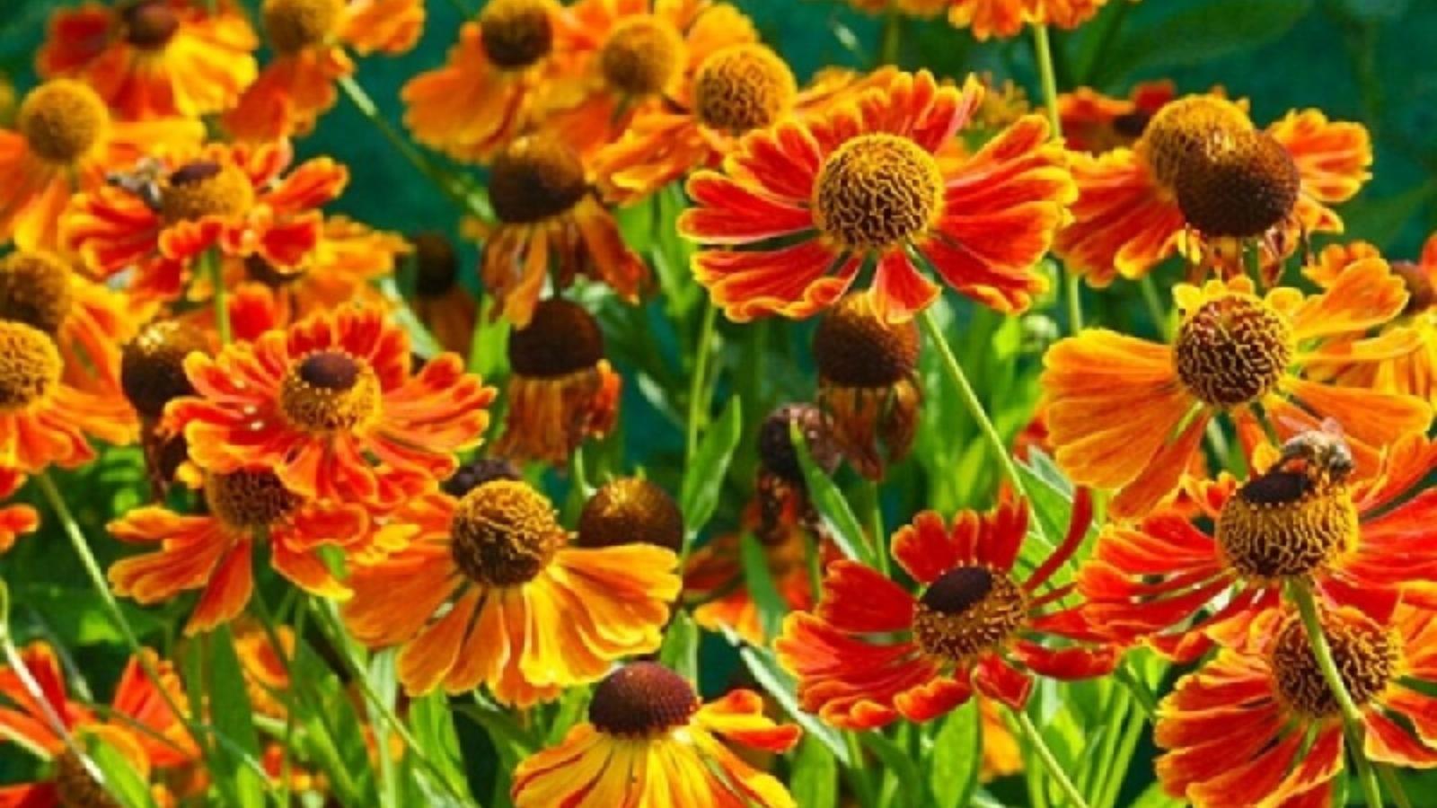 Посадите эти цветы прямо сейчас: будут радовать до самых заморозков - image 1
