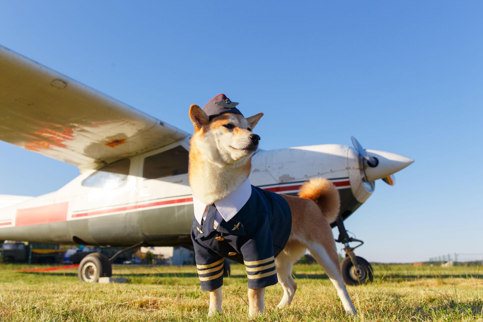 Какие породы собак нельзя перевозить в самолете - image 1