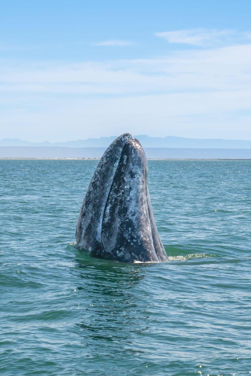 Камчатка, Сахалин и не только: где можно увидеть китов в России - image 2