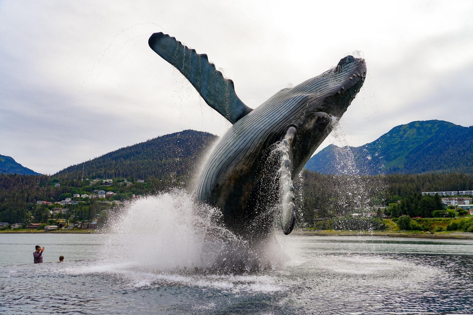 Камчатка, Сахалин и не только: где можно увидеть китов в России - image 4