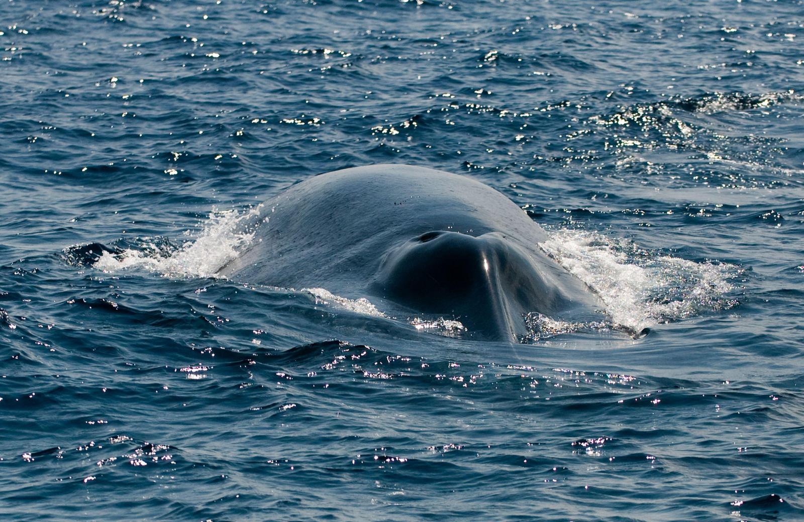 Камчатка, Сахалин и не только: где можно увидеть китов в России - image 1