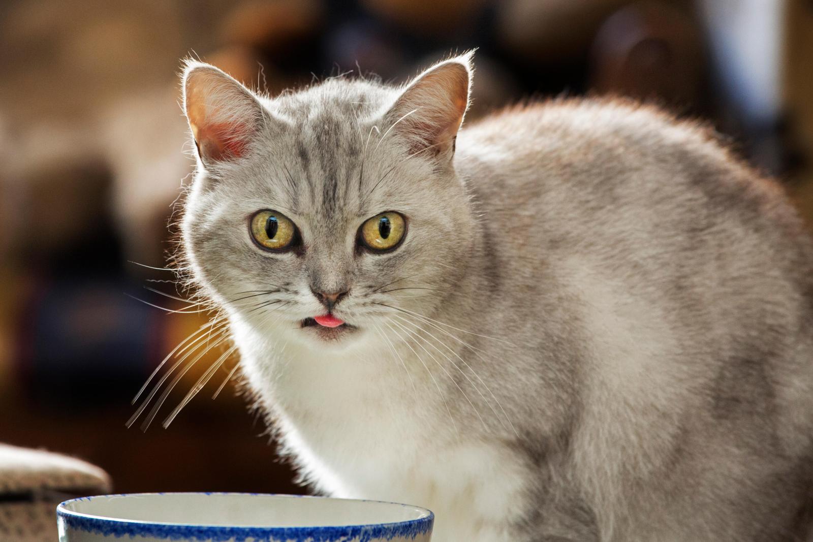 Почему кошки вылизываются, и когда это должно насторожить внимательного хозяина - image 1