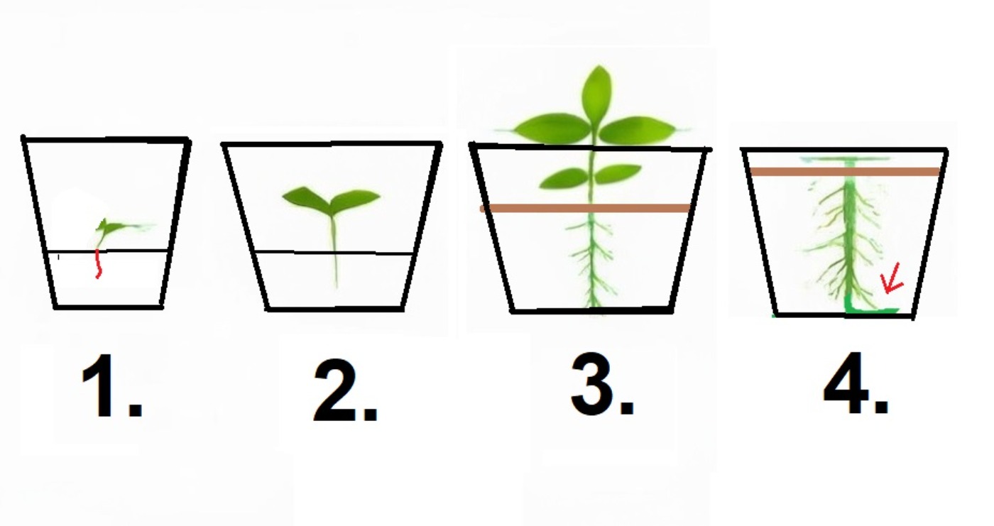 Семена больше так не сею: 1 ошибка губит весь урожай - вот почему корни гниют еще до высадки в грунт - image 1