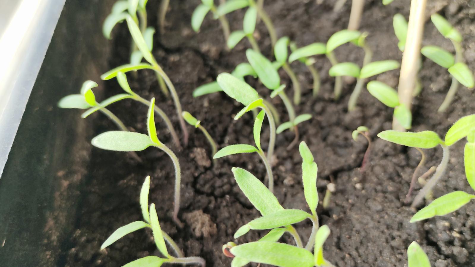 Городовой ру 