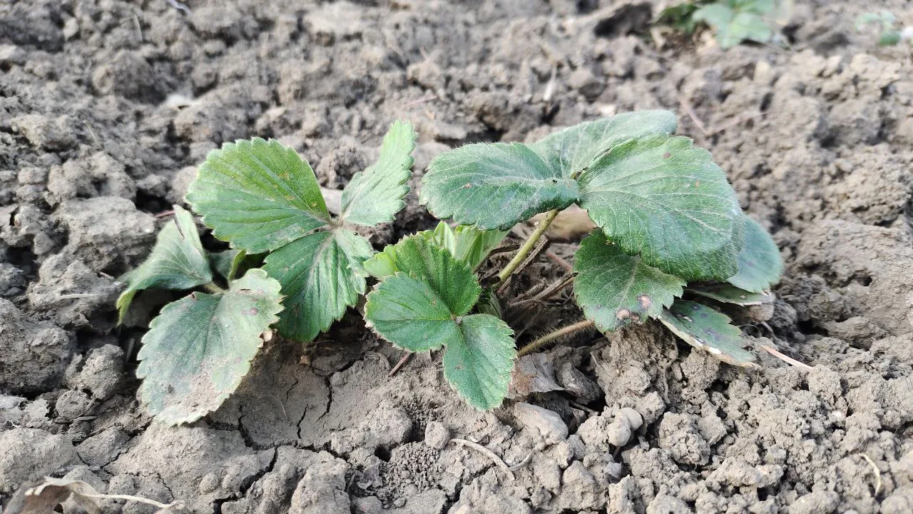 Городовой ру