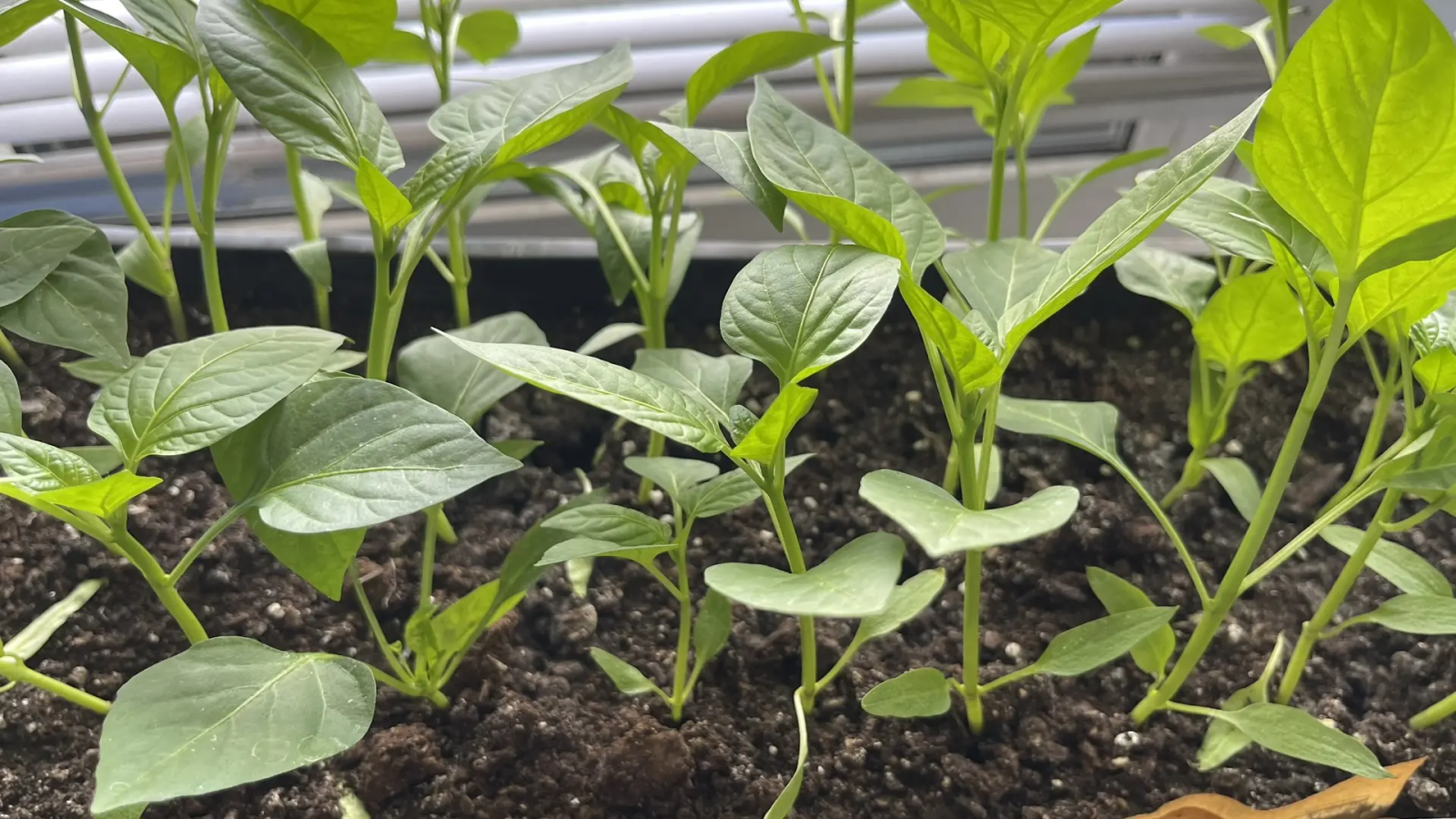 Городовой ру