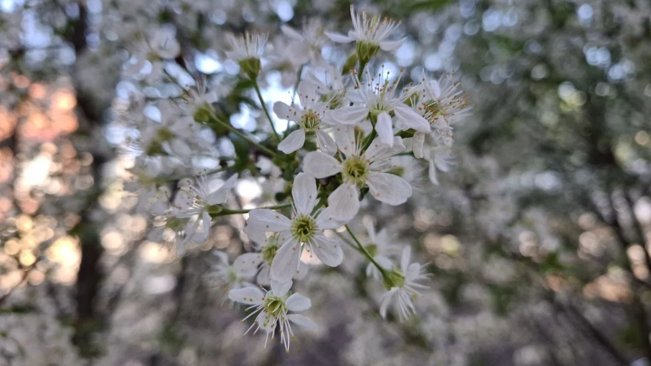 Городовой ру