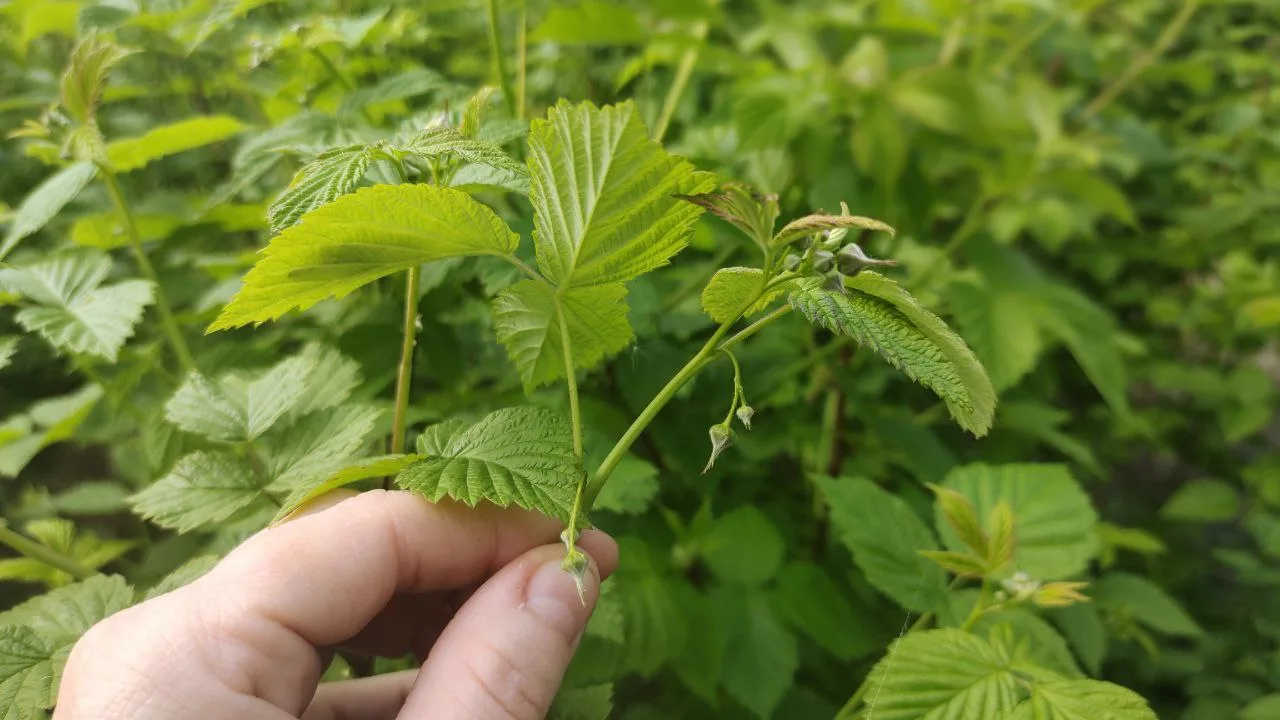 Городовой ру