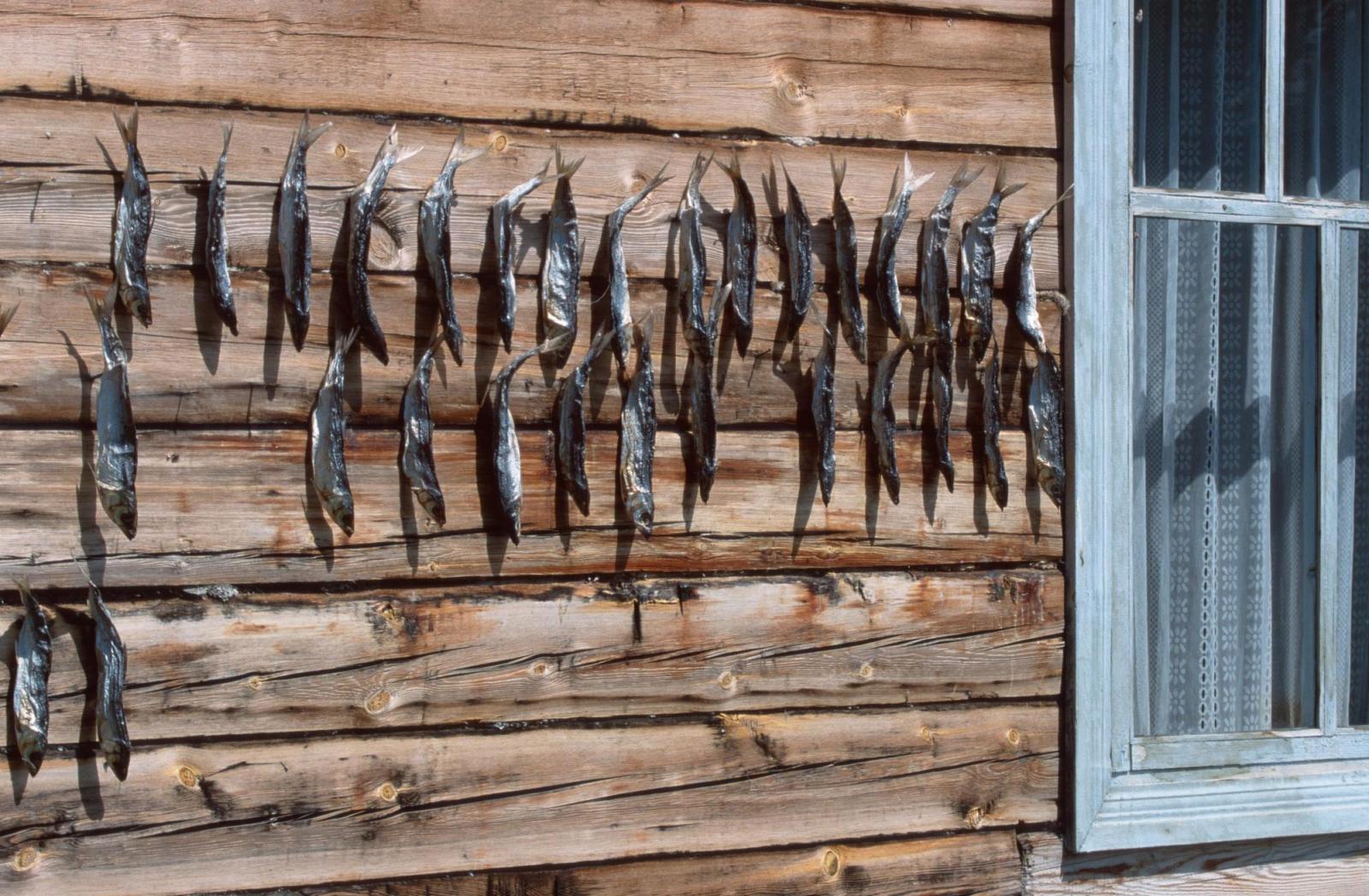 Отрезан от цивилизации: как живут люди в самом изолированном поселке на Байкале – здесь нет электричества и дорог - image 2