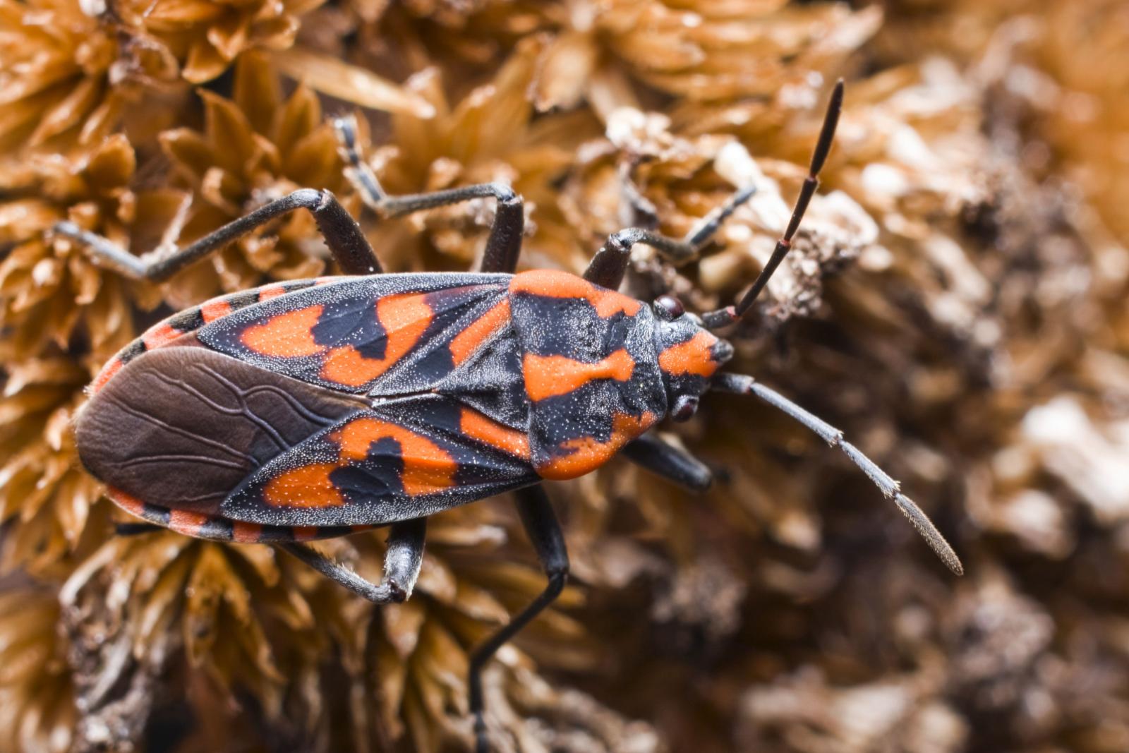 фото legion-media