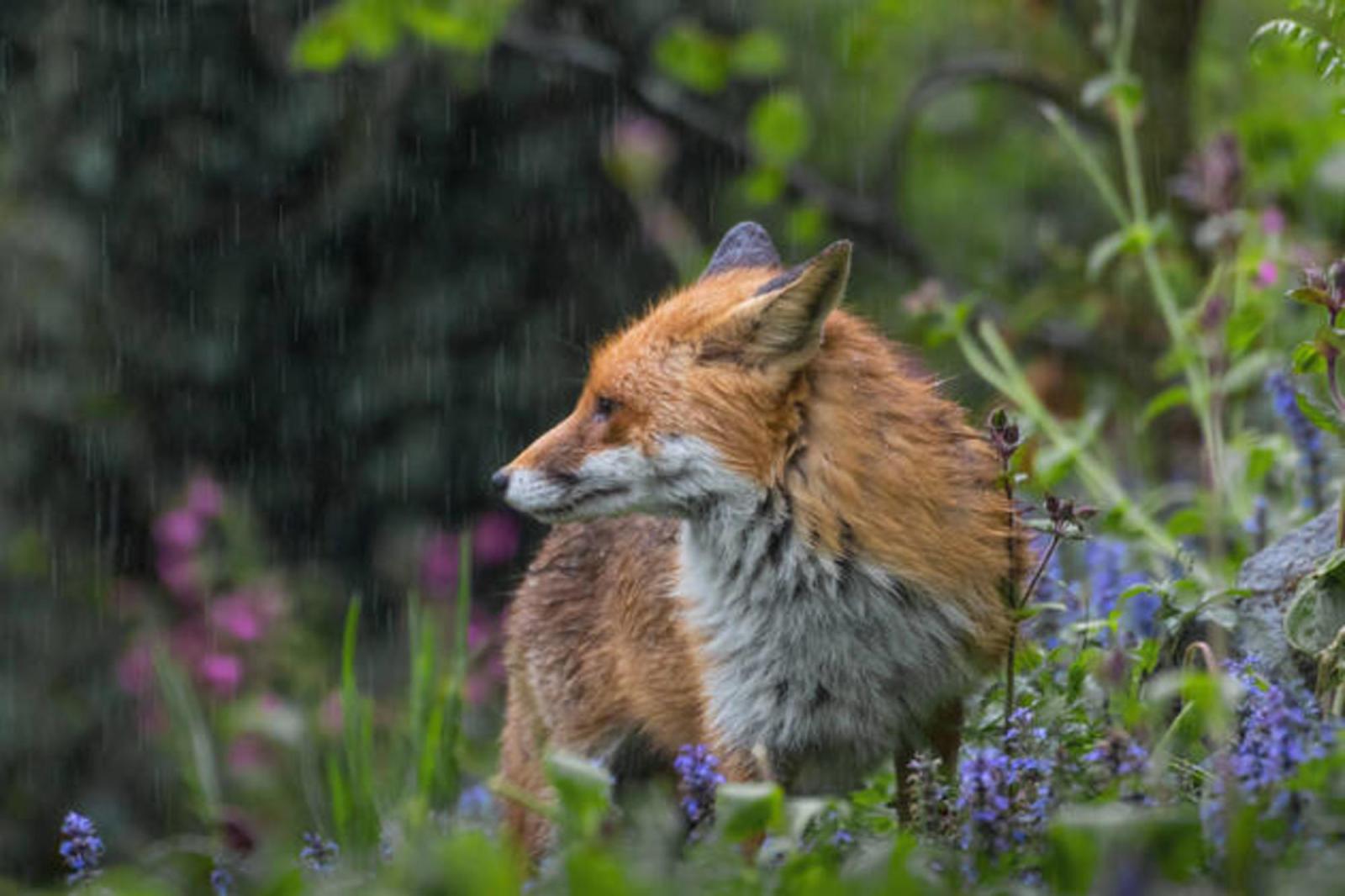 Зона отчуждения: как выживают люди и звери в современном Чернобыле – спустя 40 лет после аварии на АЭС - image 1