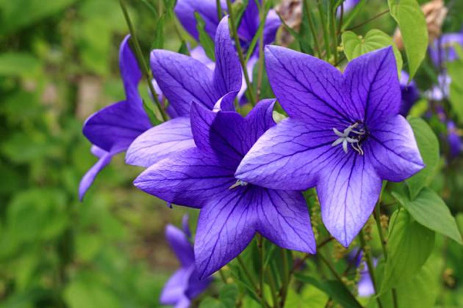 Сажаю эти многолетники в марте — и уже в этом году они радуют меня цветением: ленивый сад без хлопот - image 5