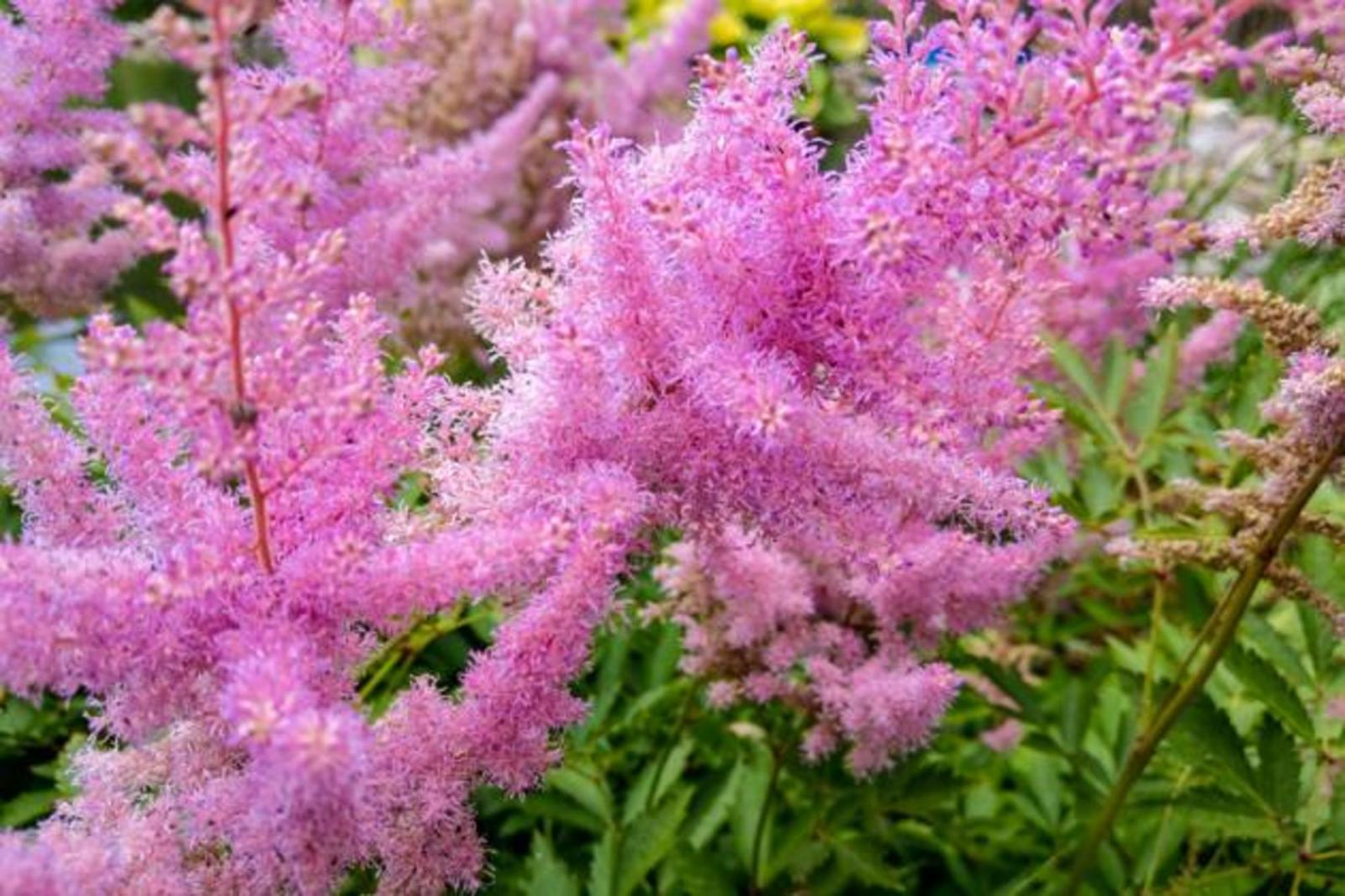 Размножаются лопатой: посадите на даче эти многолетники и забудьте про хлопоты – растут сами по себе, вытесняя сорняки - image 2