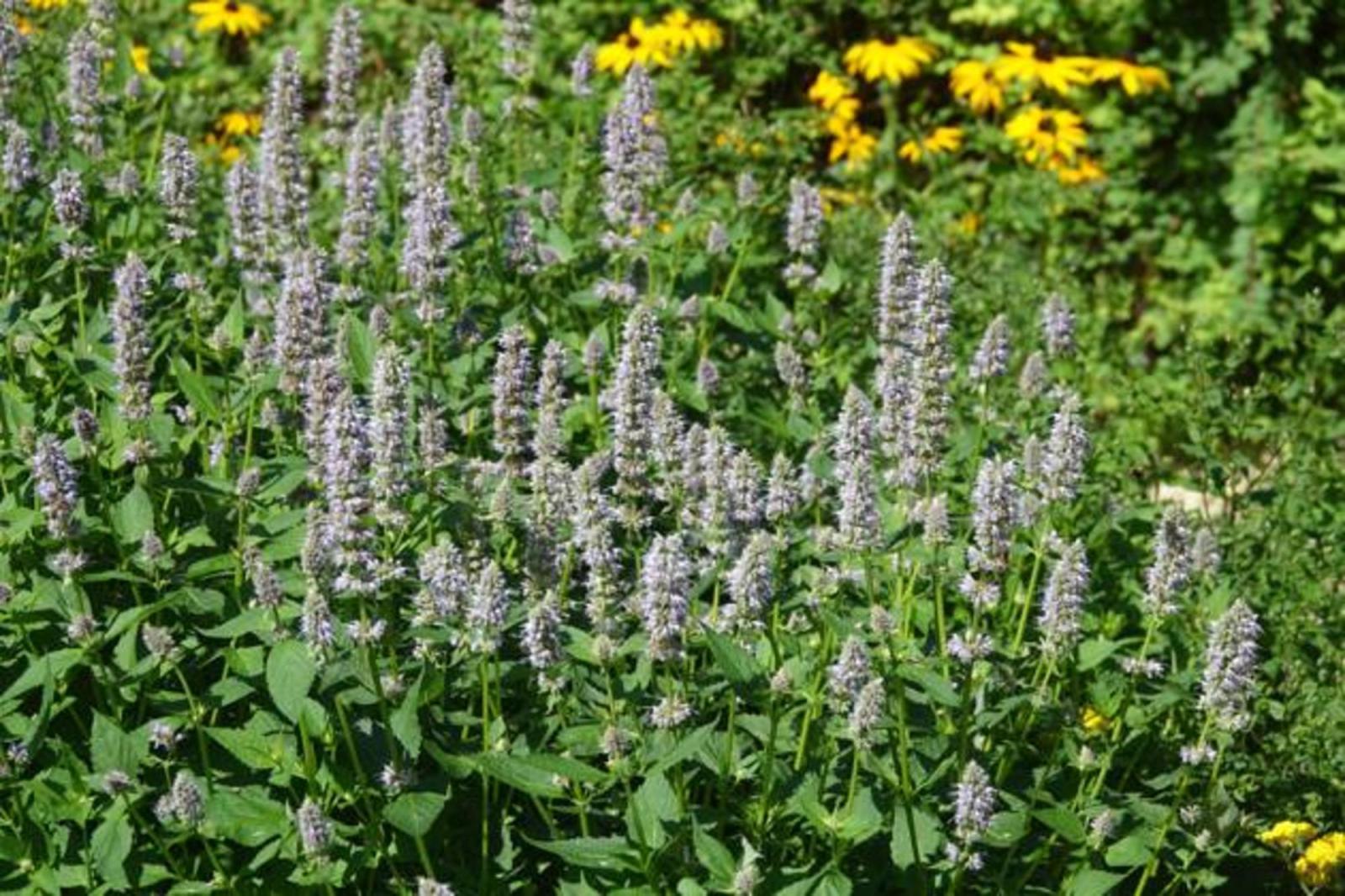 Сажаю эти многолетники в марте — и уже в этом году они радуют меня цветением: ленивый сад без хлопот - image 1