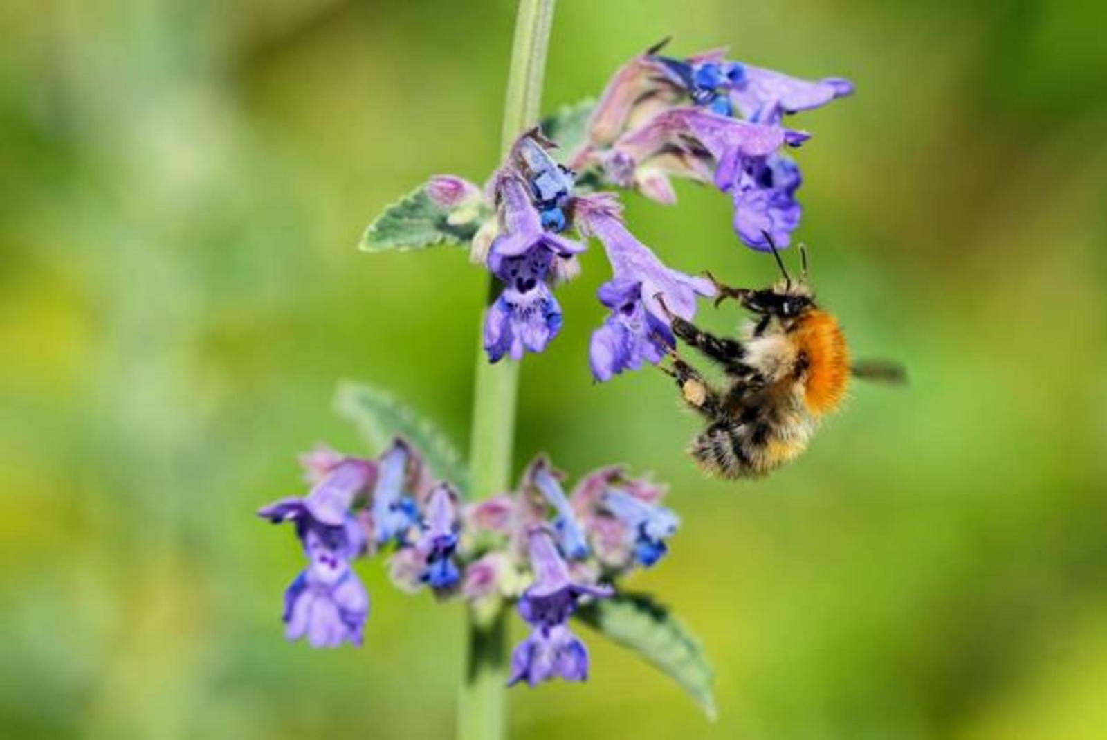 Размножаются лопатой: посадите на даче эти многолетники и забудьте про хлопоты – растут сами по себе, вытесняя сорняки - image 3