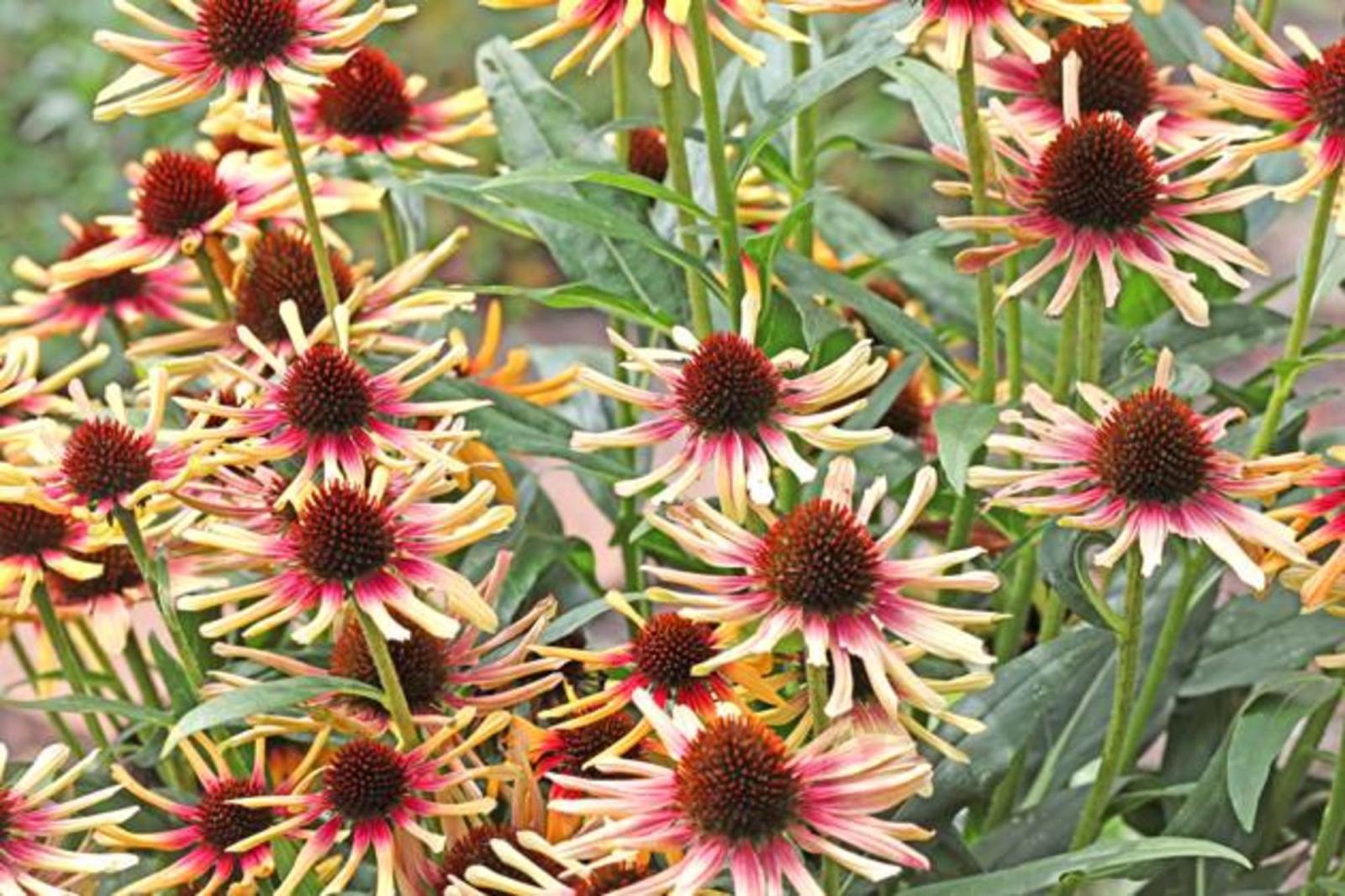 Сажаю эти многолетники в марте — и уже в этом году они радуют меня цветением: ленивый сад без хлопот - image 3