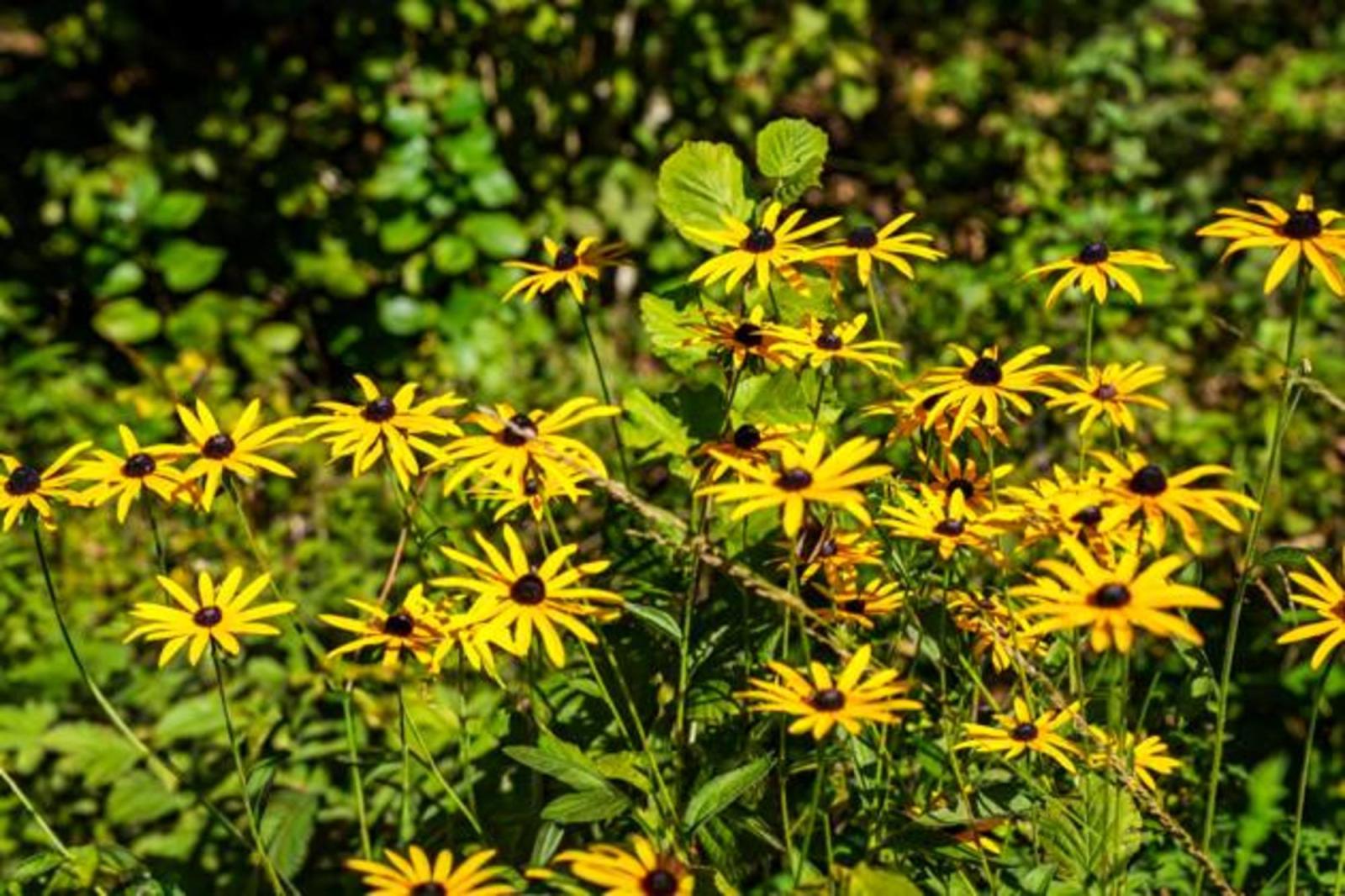 Сажаю эти многолетники в марте — и уже в этом году они радуют меня цветением: ленивый сад без хлопот - image 4