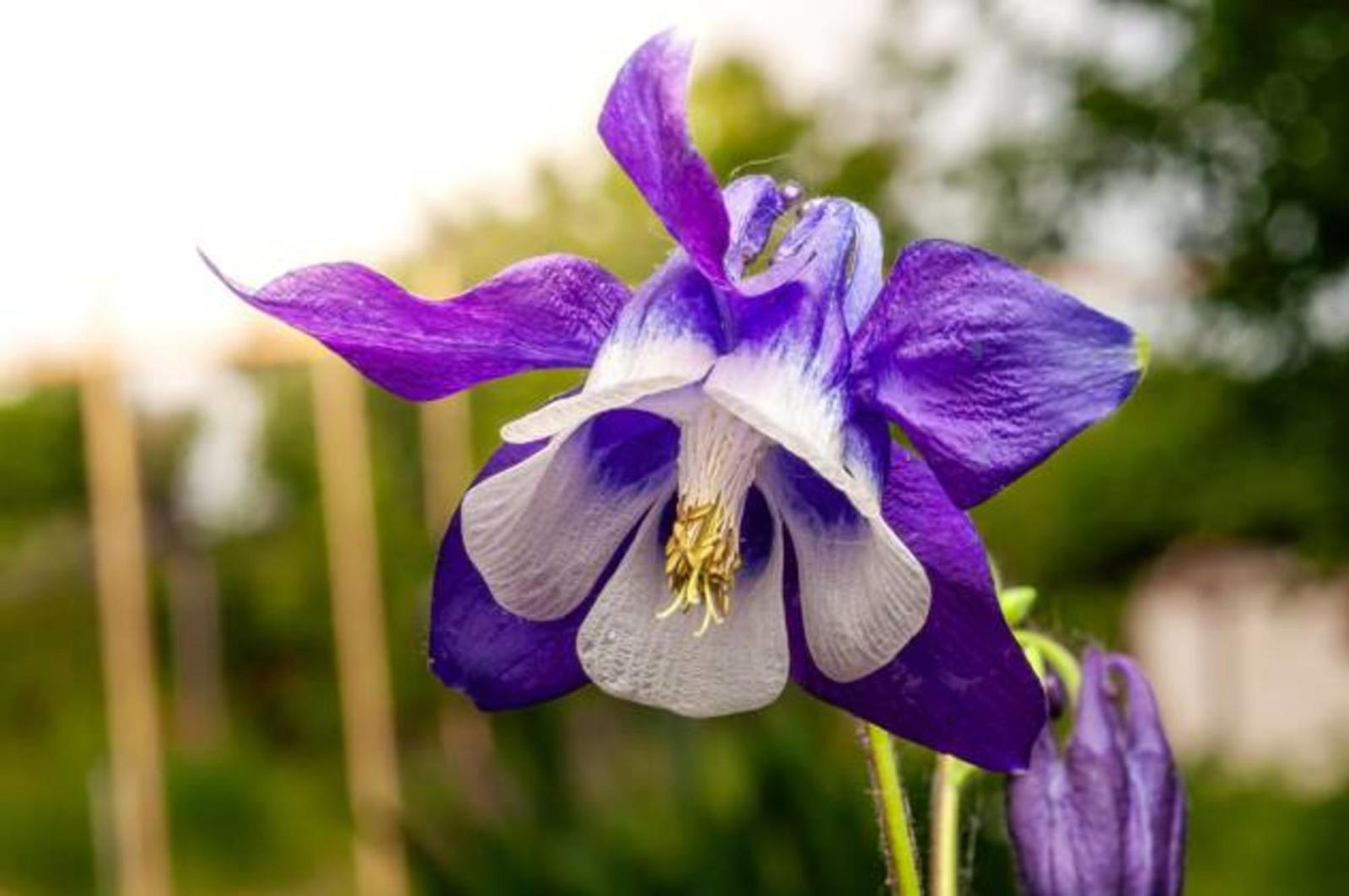 Размножаются лопатой: посадите на даче эти многолетники и забудьте про хлопоты – растут сами по себе, вытесняя сорняки - image 1