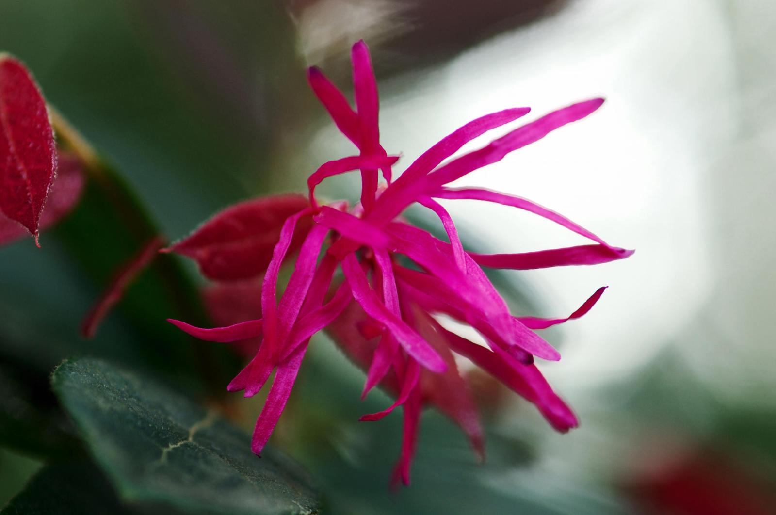 Декоративен 12 месяцев в году: этот кустарник настоящая находка дачников – яркая листва и цветение - image 1