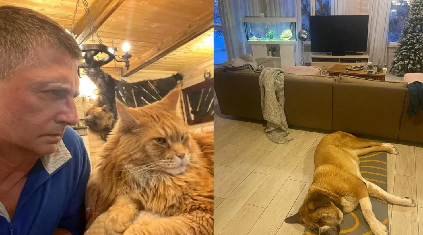 Баня с однушку, мертвые и живые животные: показываем дом доктора Мясникова - image 1