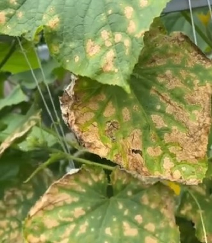 Эти пятна на огурцах сигналят об опасной болезни: срочно спасайте растения - image 1