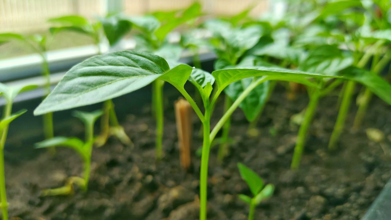 фото Городовой ру