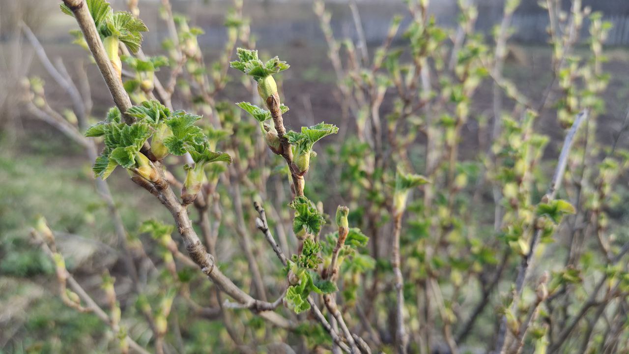 Городовой ру