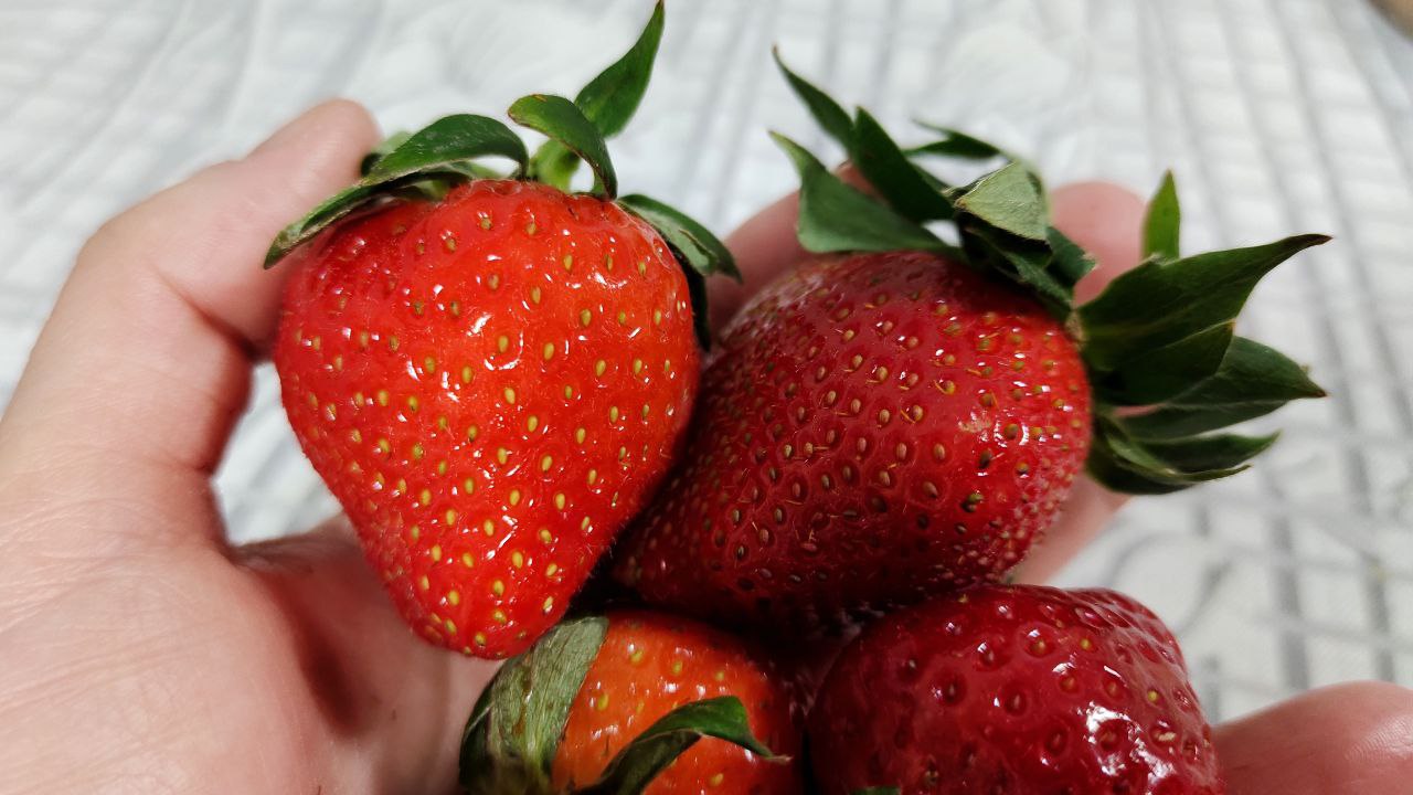 фото Городовой ру