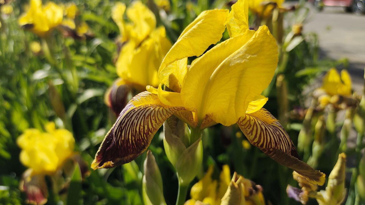 Городовой ру