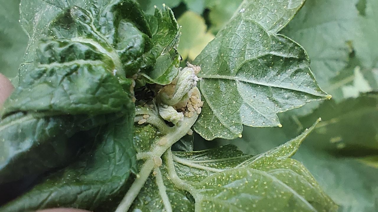 Городовой ру