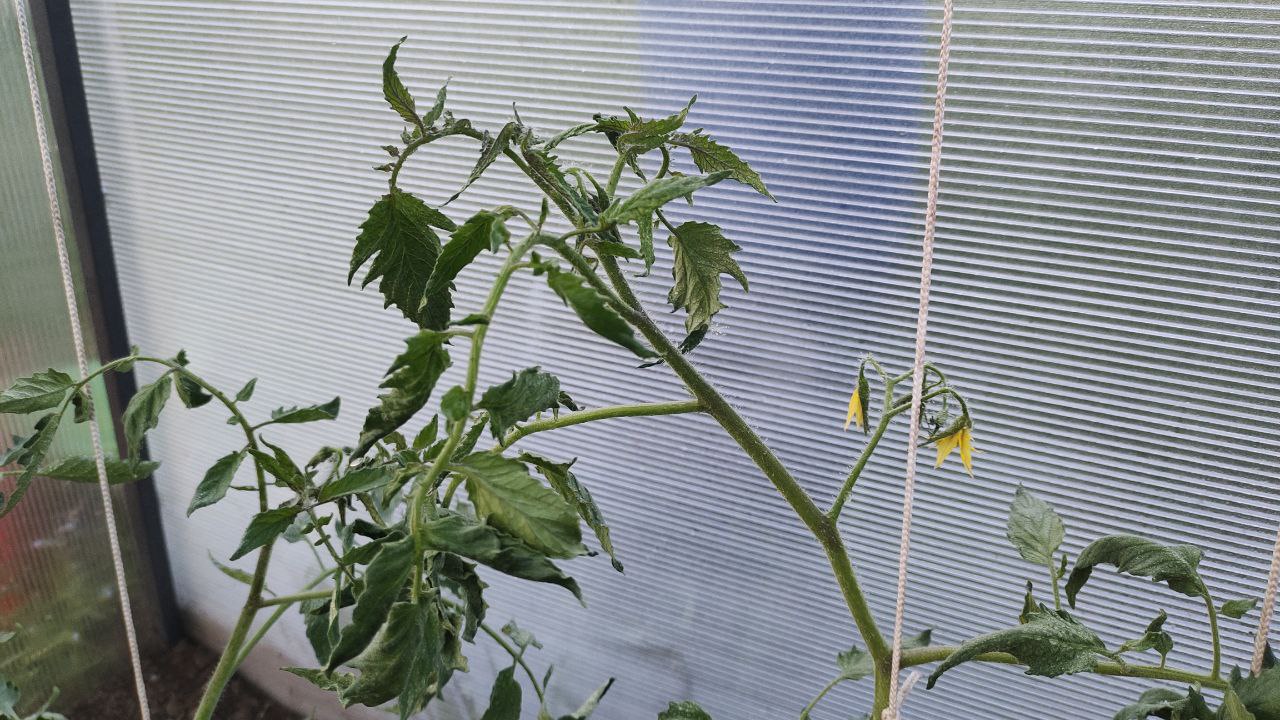 фото Городовой ру