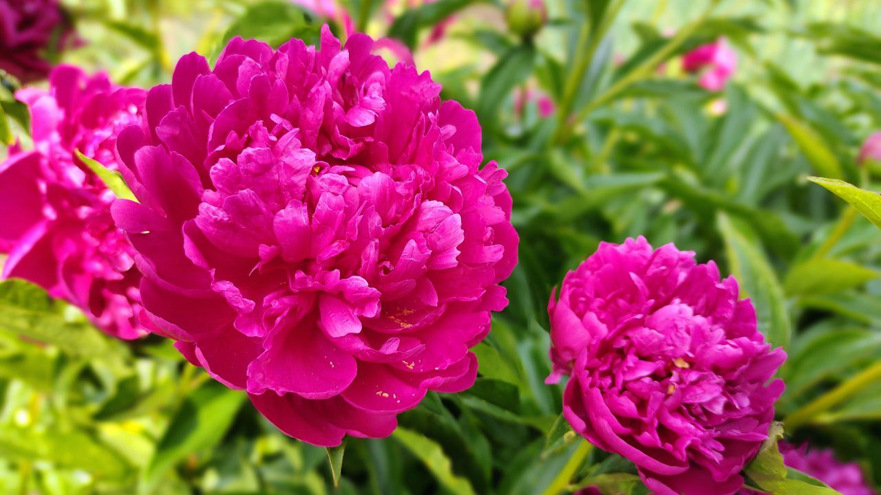 Городовой ру