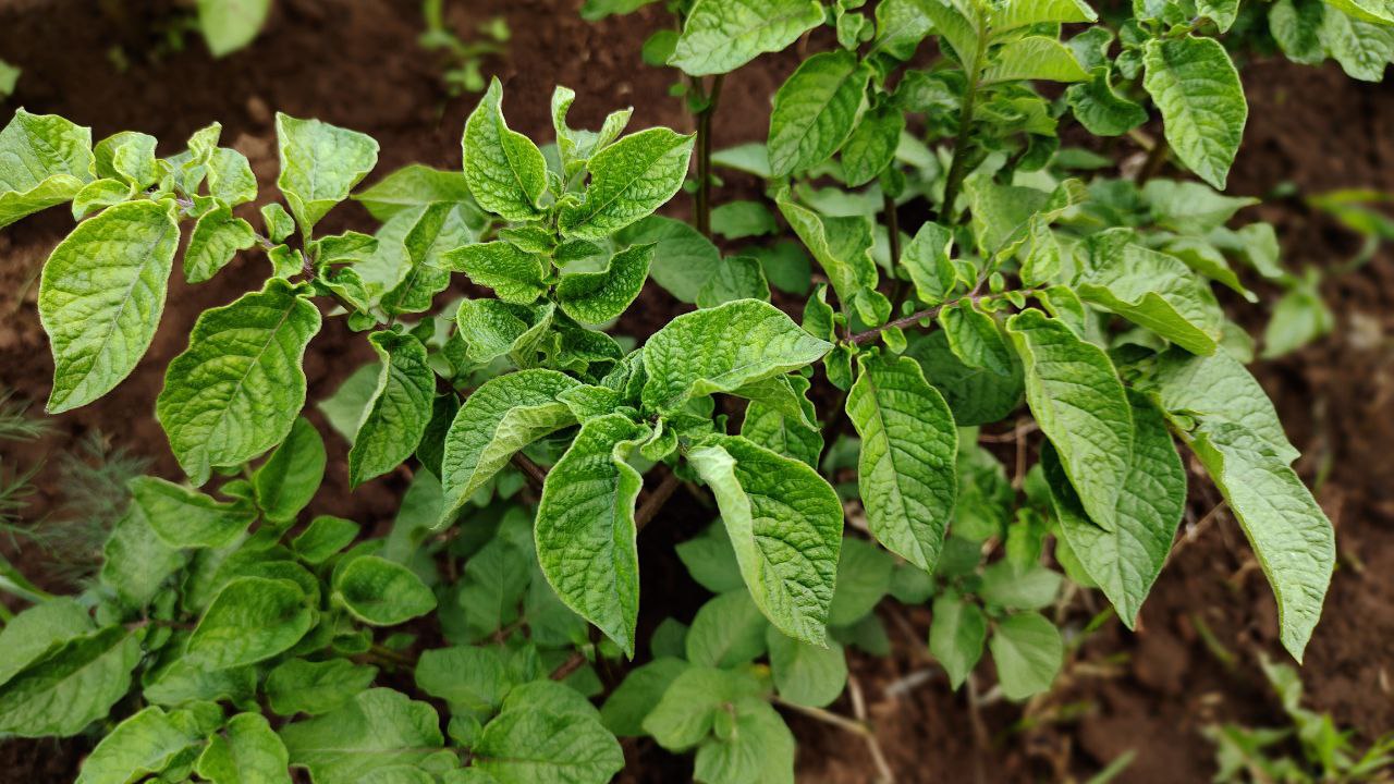 Городовой ру