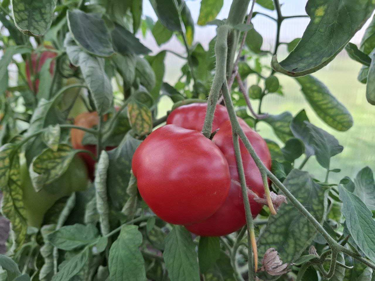 фото Городовой ру