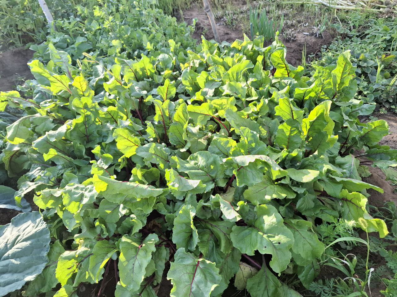 фото Городовой ру