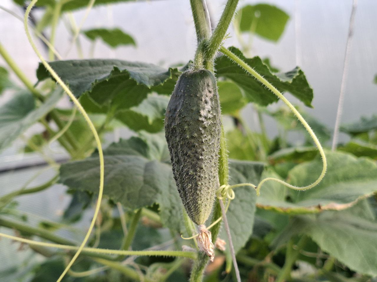 фото Городовой ру