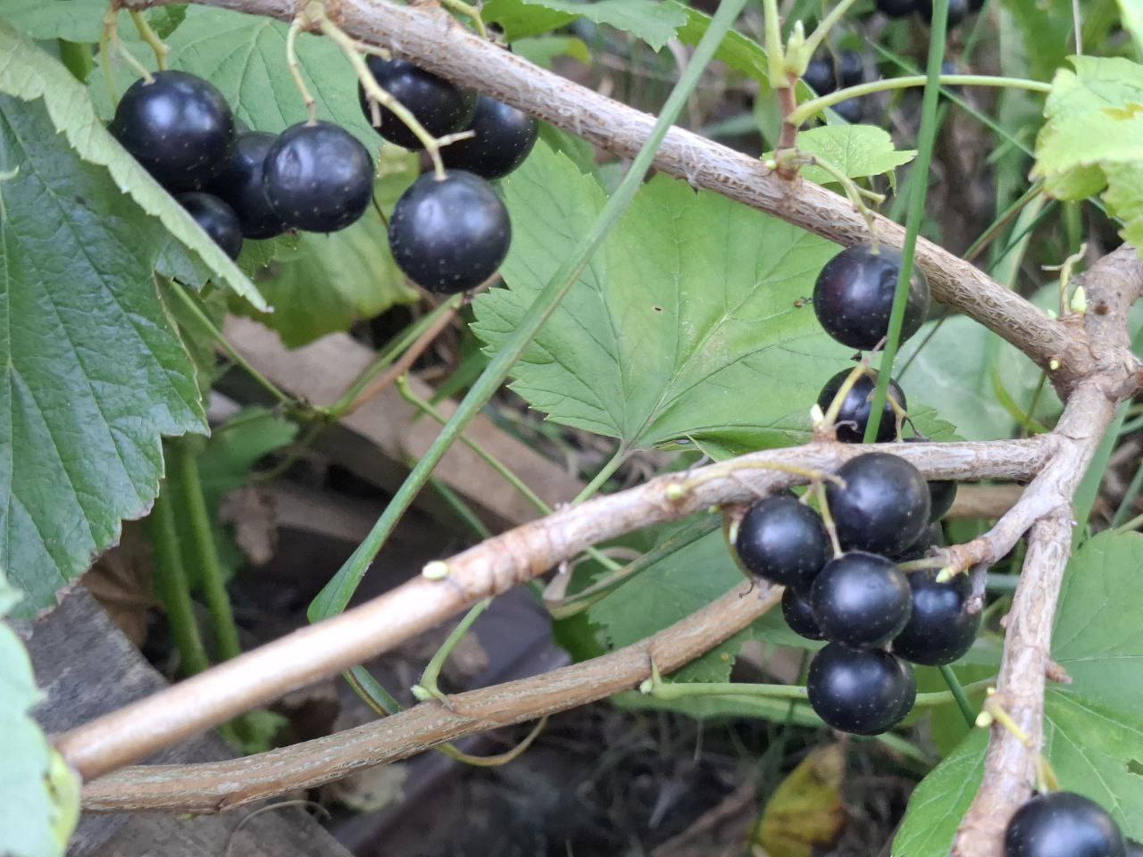 фото Городовой ру