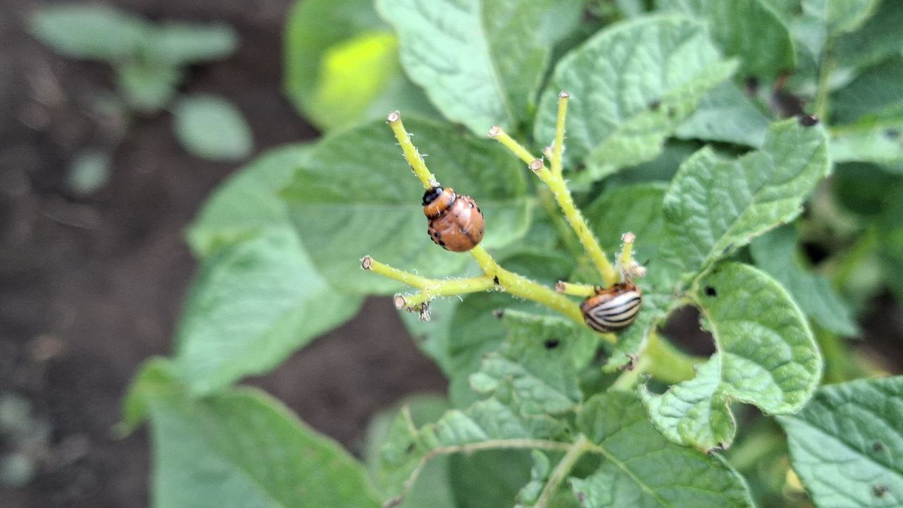 Городовой ру