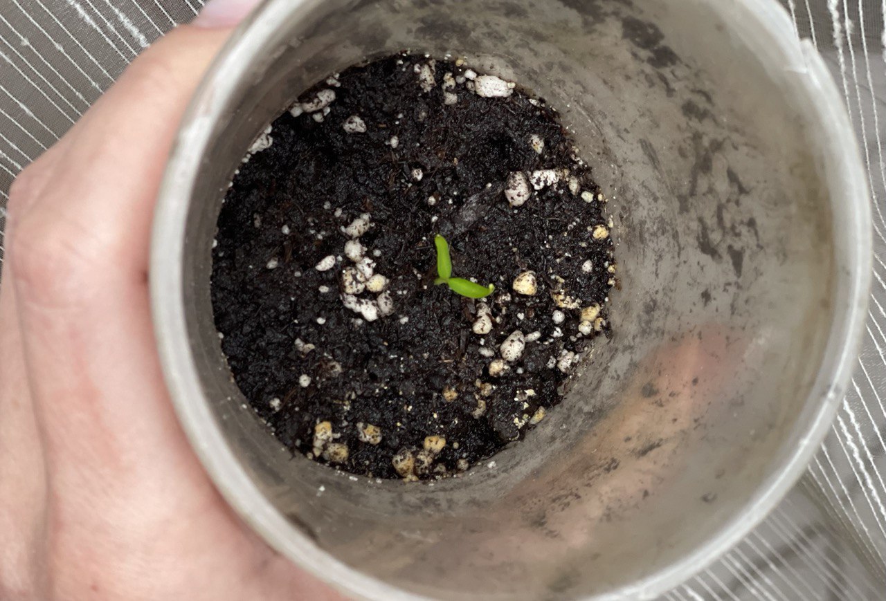 фото Городовой ру