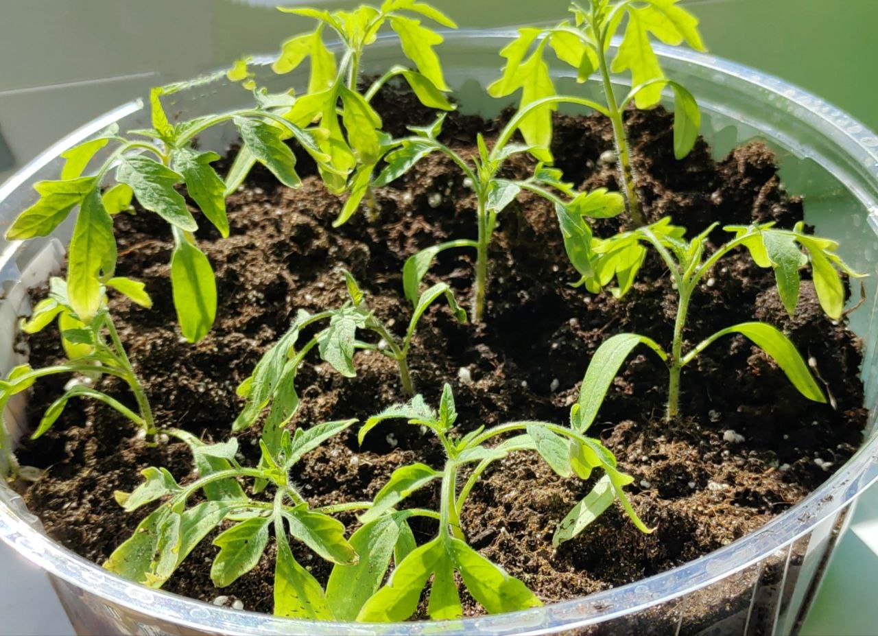 фото Городовой ру